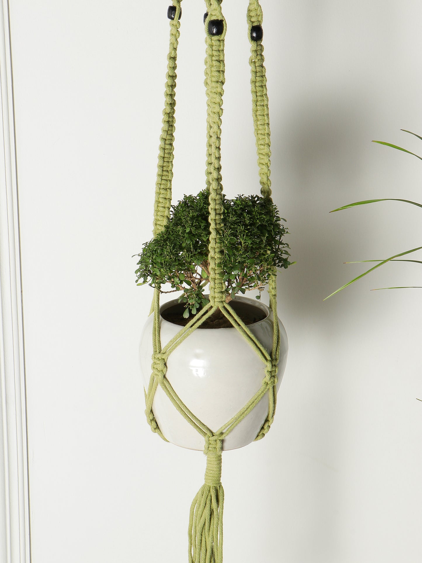 NUEVOSGHAR Macrame Plant Hanger | Boho Plant Holder | Hand Made Crochet Plant Holder | Indoor-Outdoor Wall Hanging Plant Holder |Olive